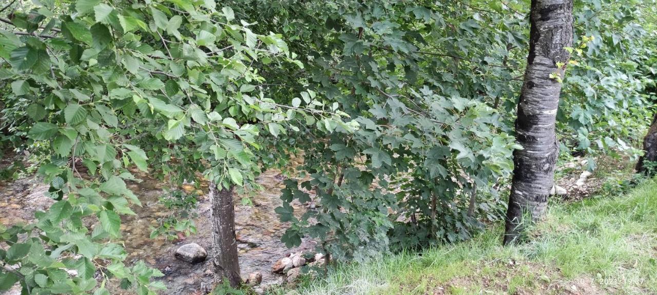 Apartmani Vuk 1 Kolasin Luaran gambar